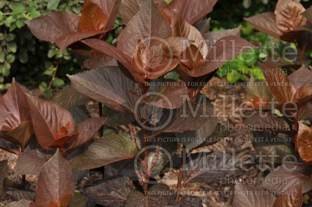 Acalypha Lava Flow (Weigela) 1 