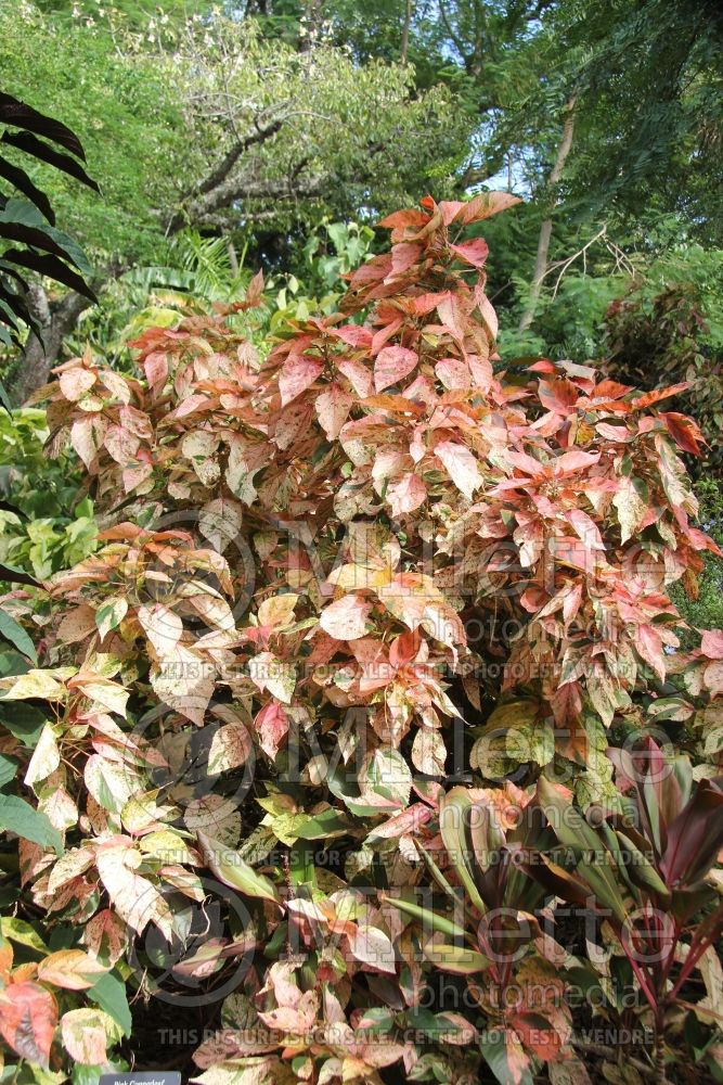 Acalypha Coral Glow (Copperleaf, Jacob’s Coat) 1