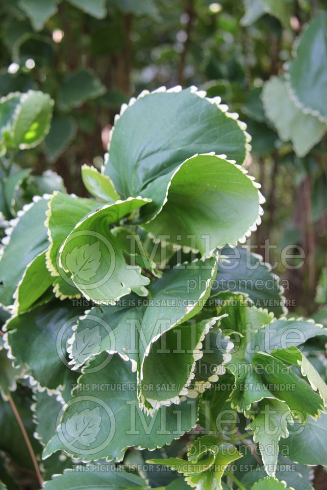 Acalypha Hoffmannii (Copperleaf, Jacob’s Coat) 3