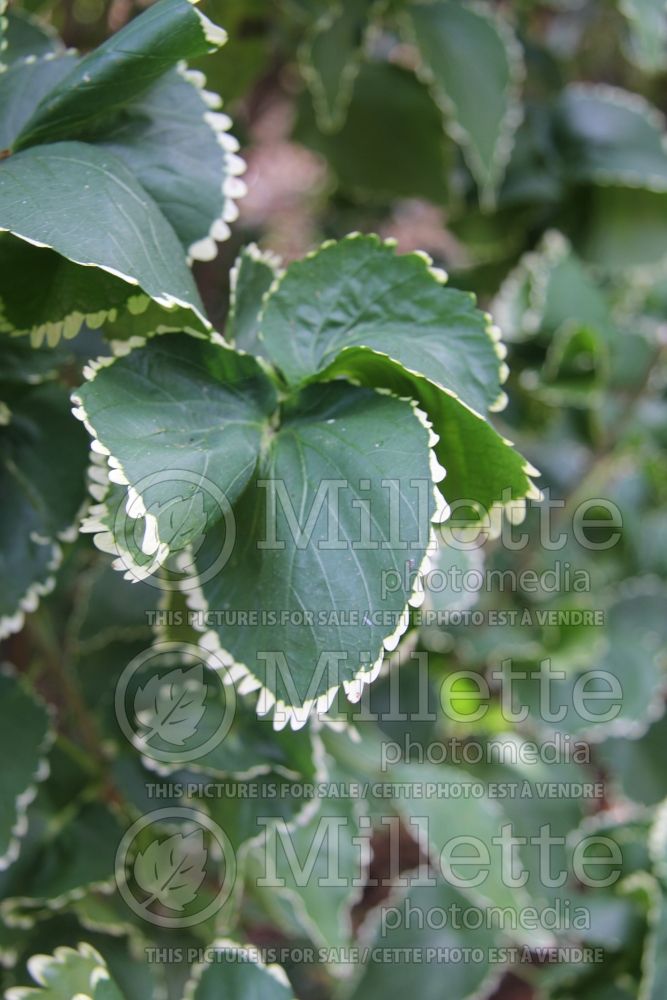 Acalypha Hoffmannii (Copperleaf, Jacob’s Coat) 2