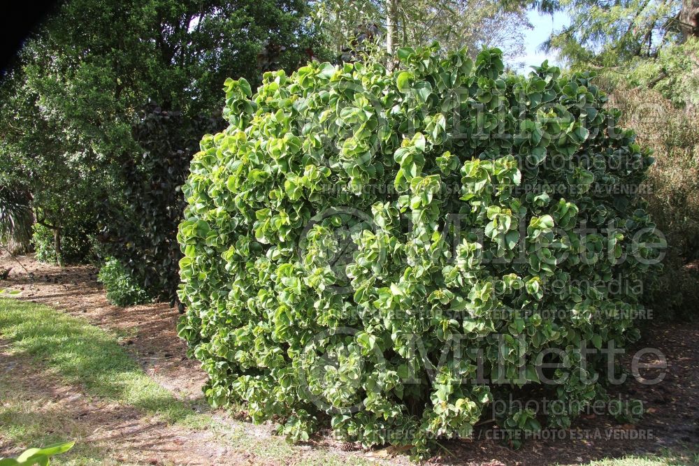 Acalypha Hoffmannii (Copperleaf, Jacob’s Coat) 1