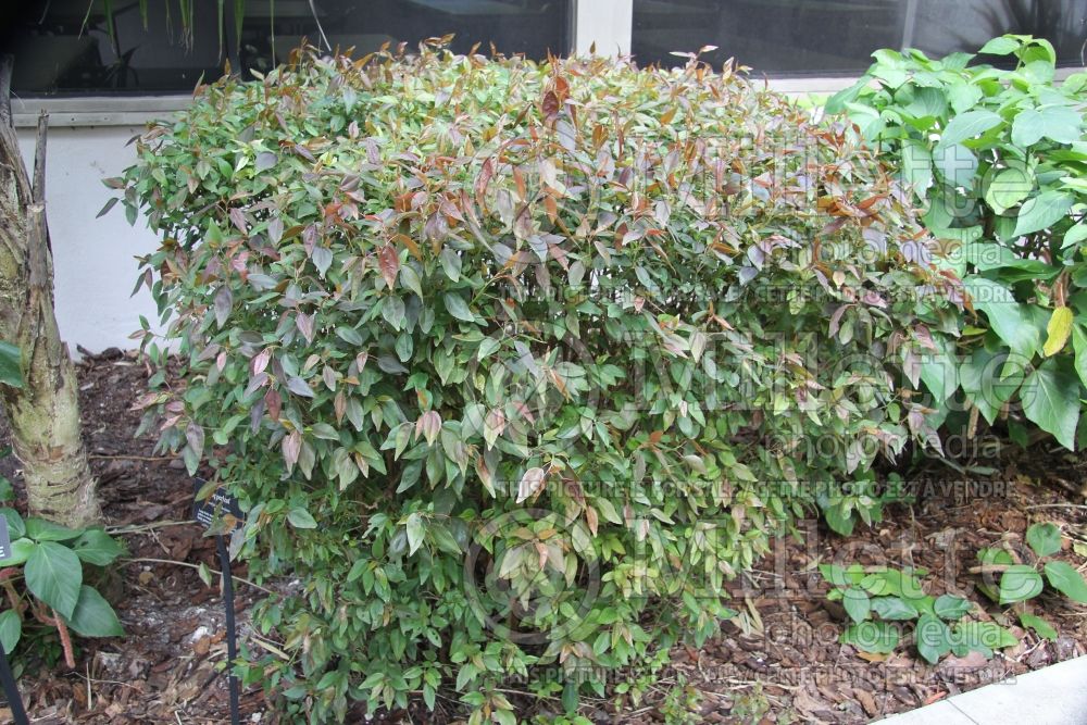 Acalypha Inferno (Copperleaf, Jacob’s Coat) 1