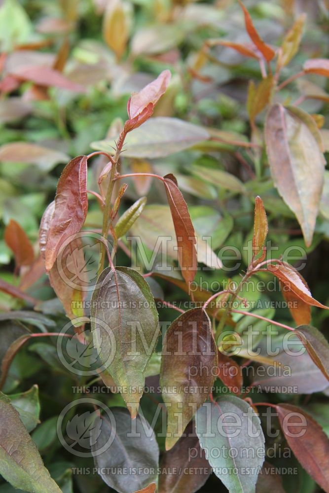 Acalypha Inferno (Copperleaf, Jacob’s Coat) 2