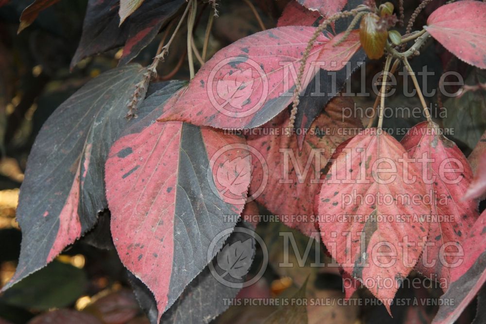 Acalypha wilkesiana (Copperleaf, Jacob’s Coat) 2