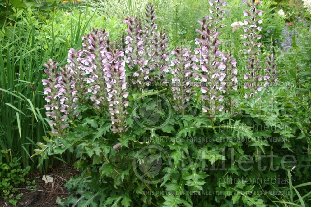 Acanthus hungaricus (Bear's Breeches) 2 