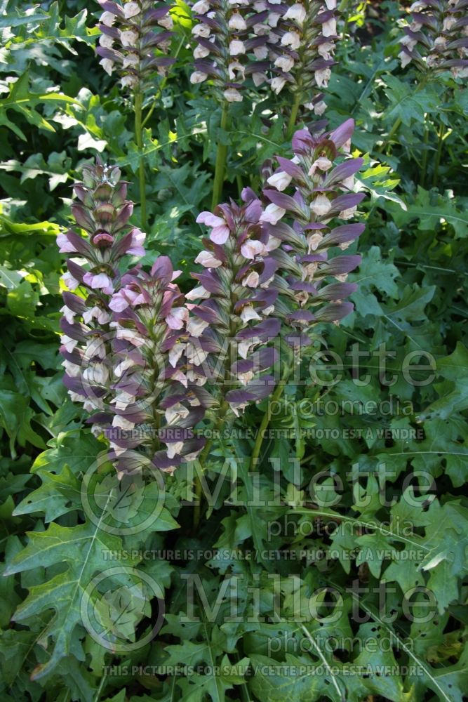 Acanthus hungaricus (Bear's Breeches) 1   