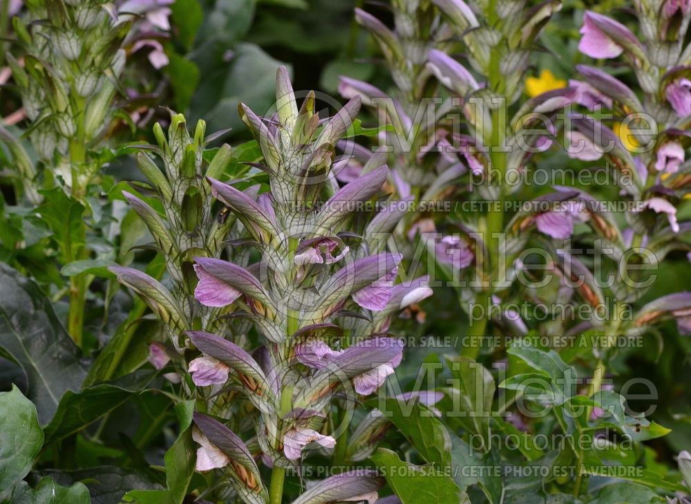 Acanthus hungaricus (Bear's Breeches) 4 