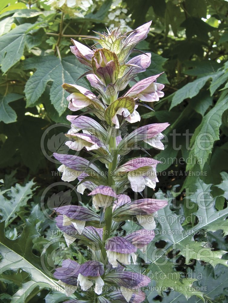 Acanthus hungaricus (Bear's Breeches) 6 