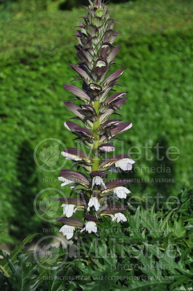 Acanthus spinosus or mollis (Bear's breeches) 5