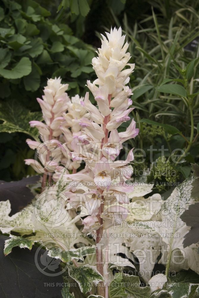 Acanthus Whitewater (Bear's breeches) 1