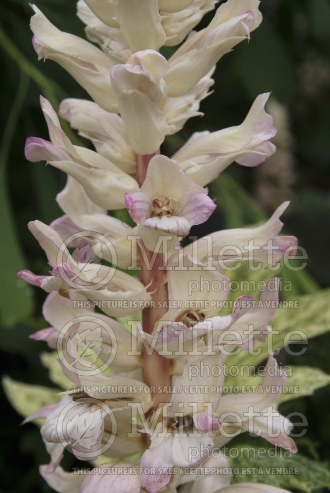 Acanthus Whitewater (Bear's breeches) 2