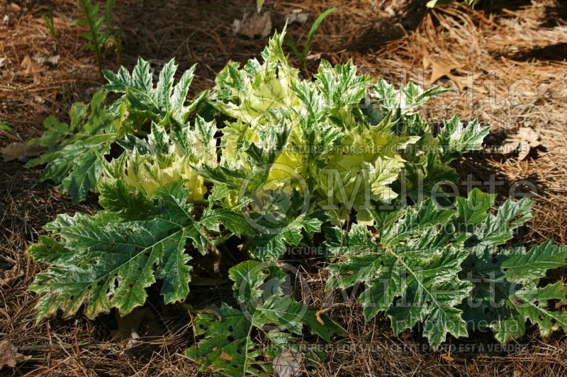 Acanthus Whitewater (Bear's breeches) 3