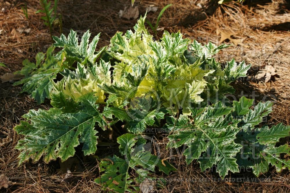 Acanthus Whitewater (Bear's breeches) 3