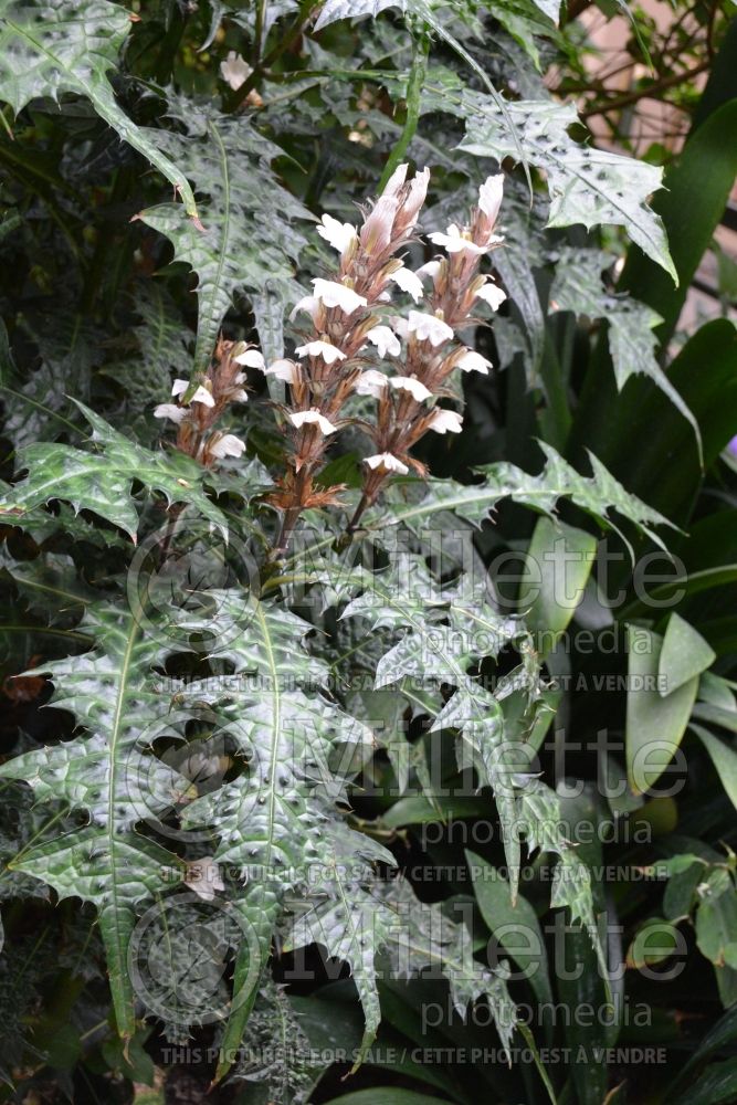 Acanthus montanus (mountain thistle) 5