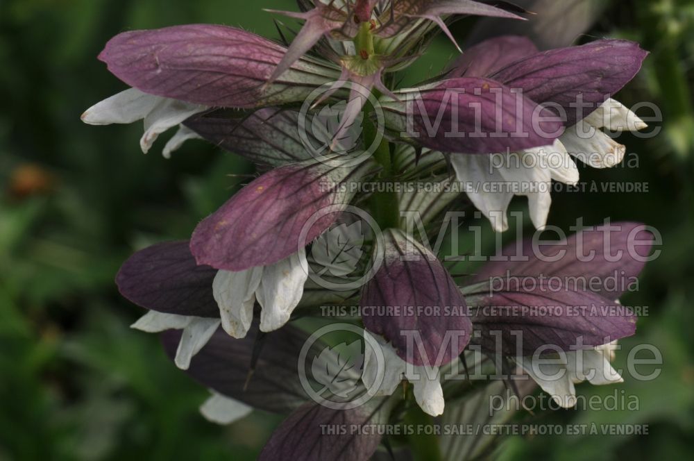 Acanthus spinosus or mollis (Bear's breeches) 3