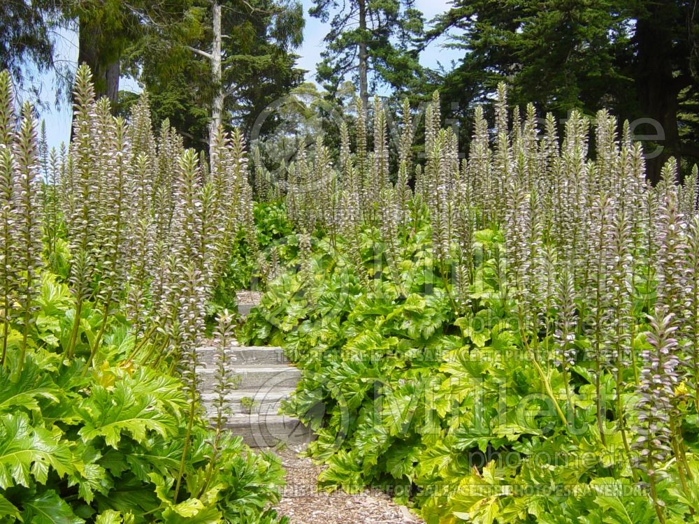 Acanthus spinosus or mollis (Bear's breeches) 4