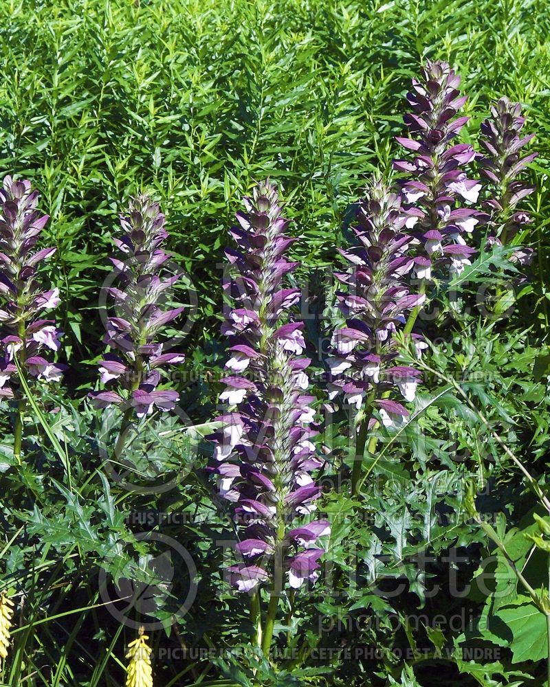 Acanthus spinosus or mollis (Bear's breeches) 2