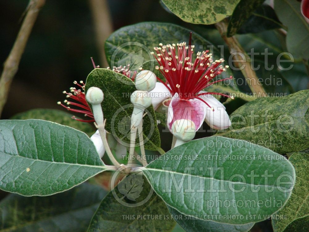 Acca sellowiana (pineapple guava) 1