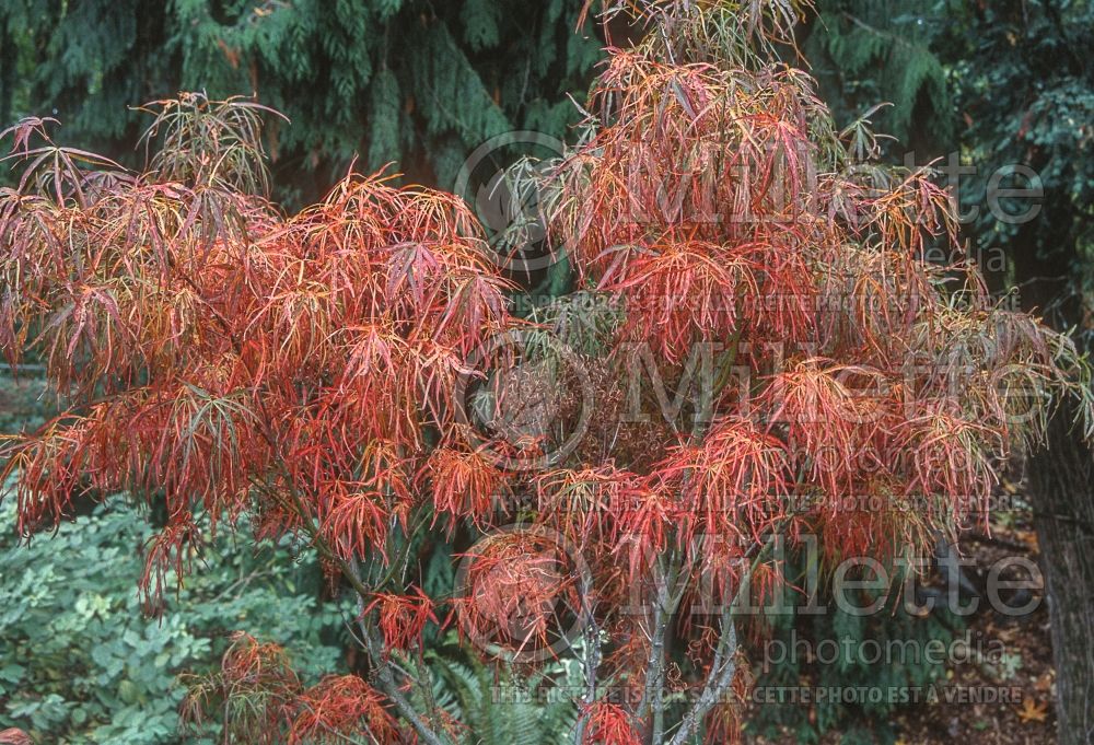 Acer Red Pygmy (Jamanese Maple) 6