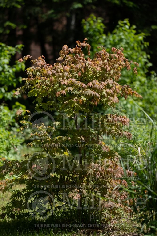 Acer North Wind (Japanese Maple) 4 