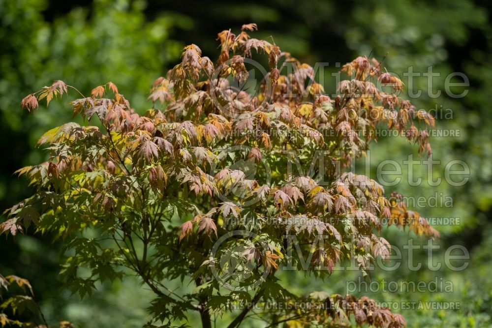 Acer North Wind (Japanese Maple) 5 