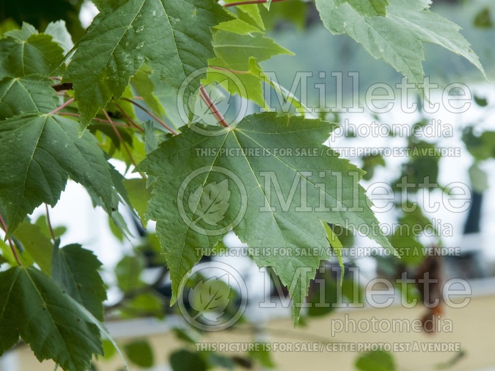 Acer rubrum (red maple) 13