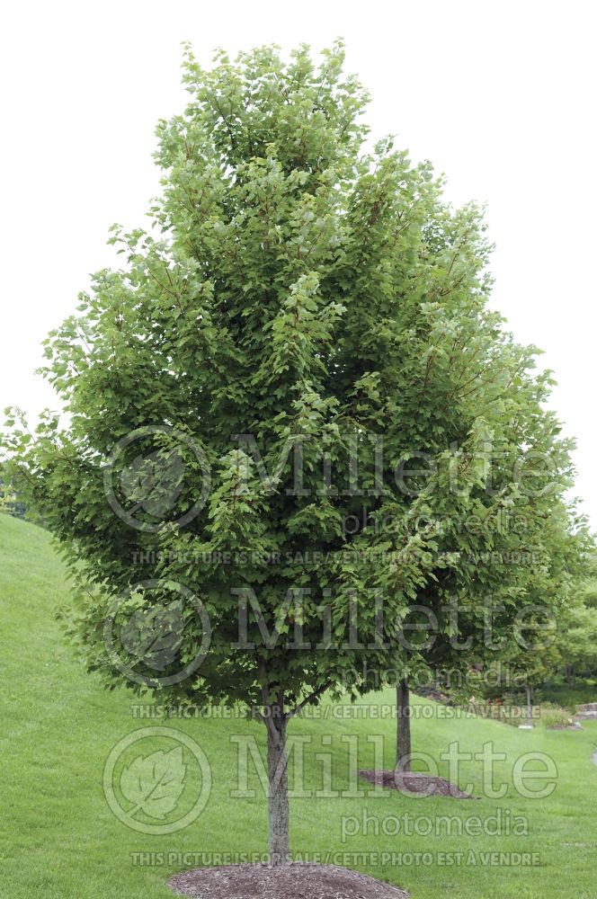 Acer rubrum (red maple) 15