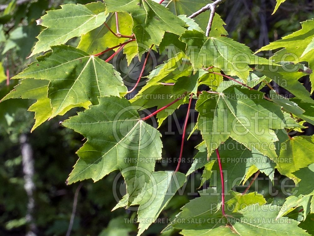 Acer rubrum (red maple) 14