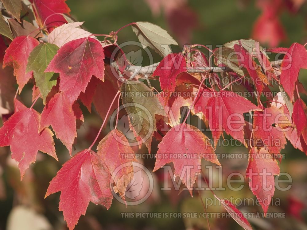 Acer rubrum (red maple) 23