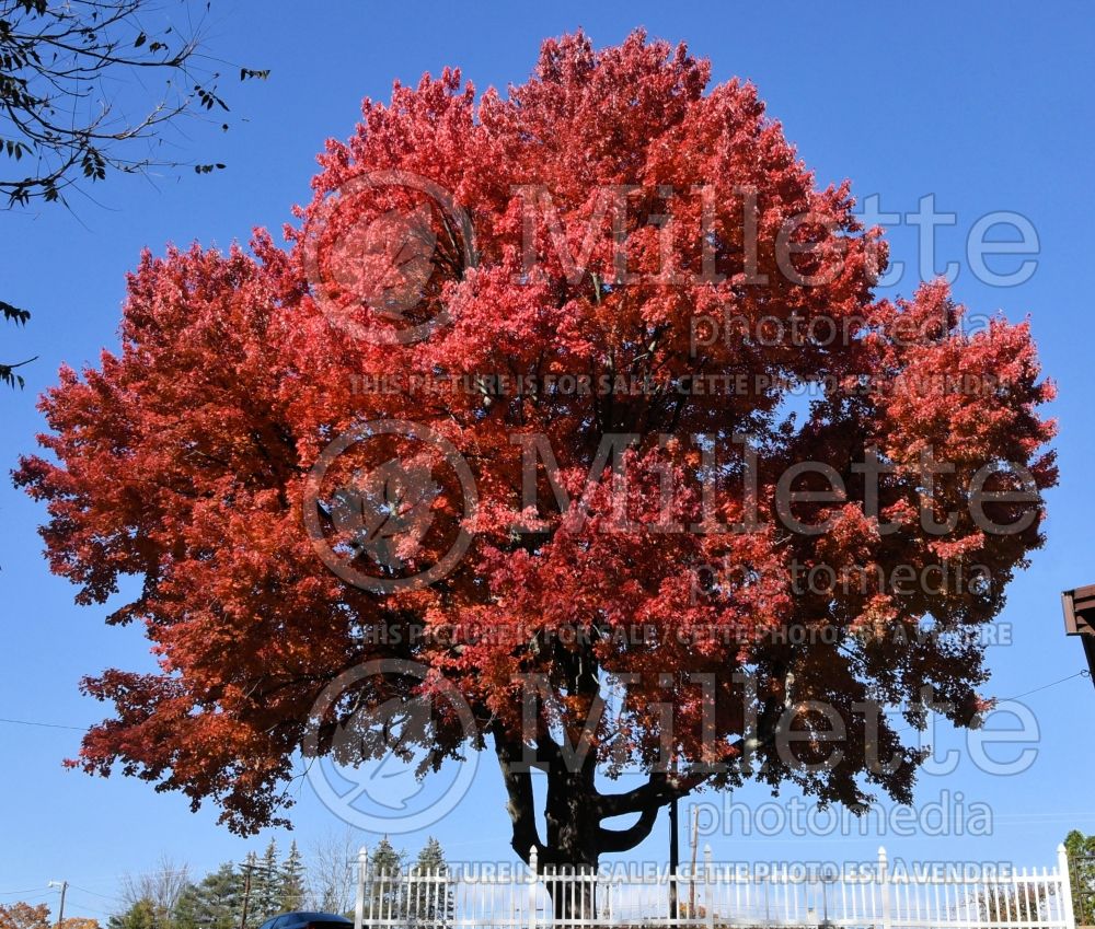 Acer rubrum (red maple) 34