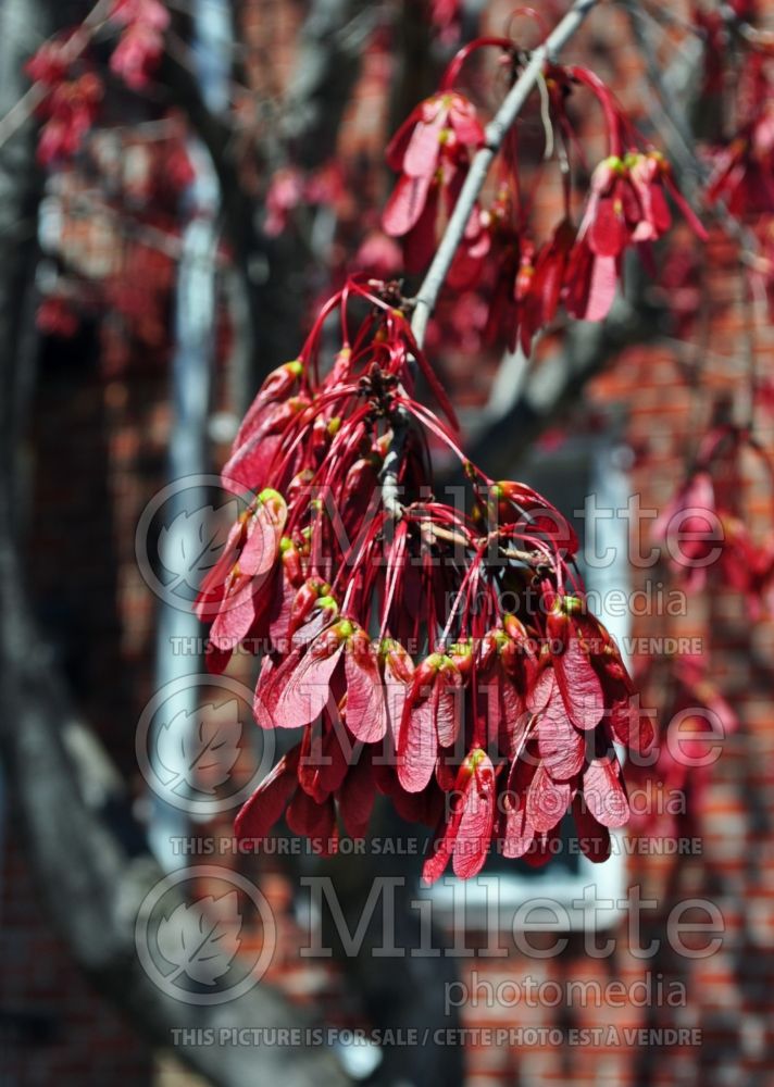Acer rubrum (red maple) 33