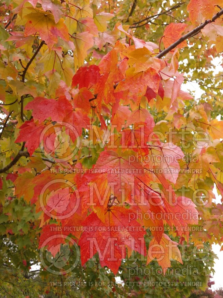 Acer rubrum (red maple) 25