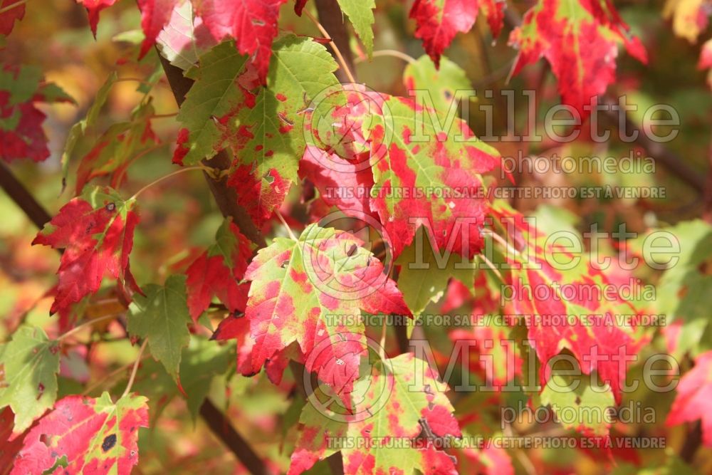 Acer rubrum (red maple) 16