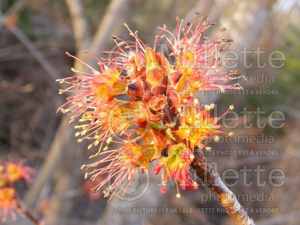 Acer rubrum (red maple) 18