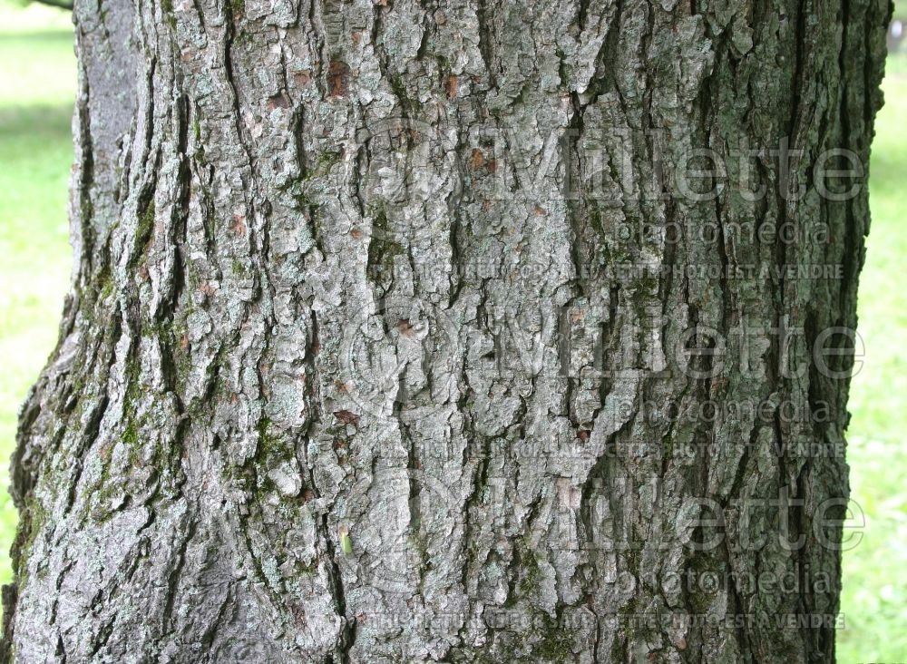 Acer rubrum - bark -  (red maple) 28
