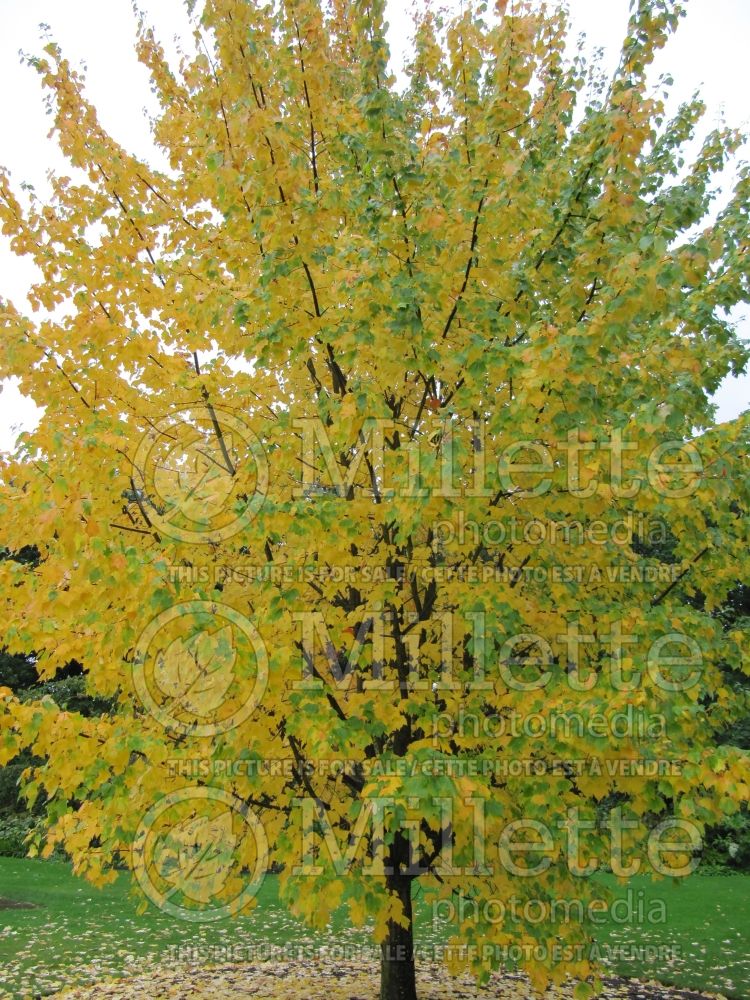 Acer rubrum (red maple) 30