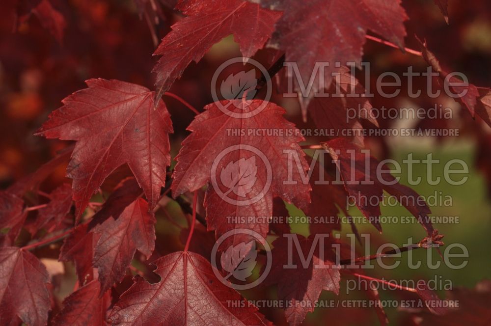 Acer rubrum (red maple) 20