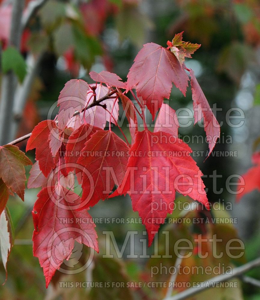 Acer rubrum (red maple) 31