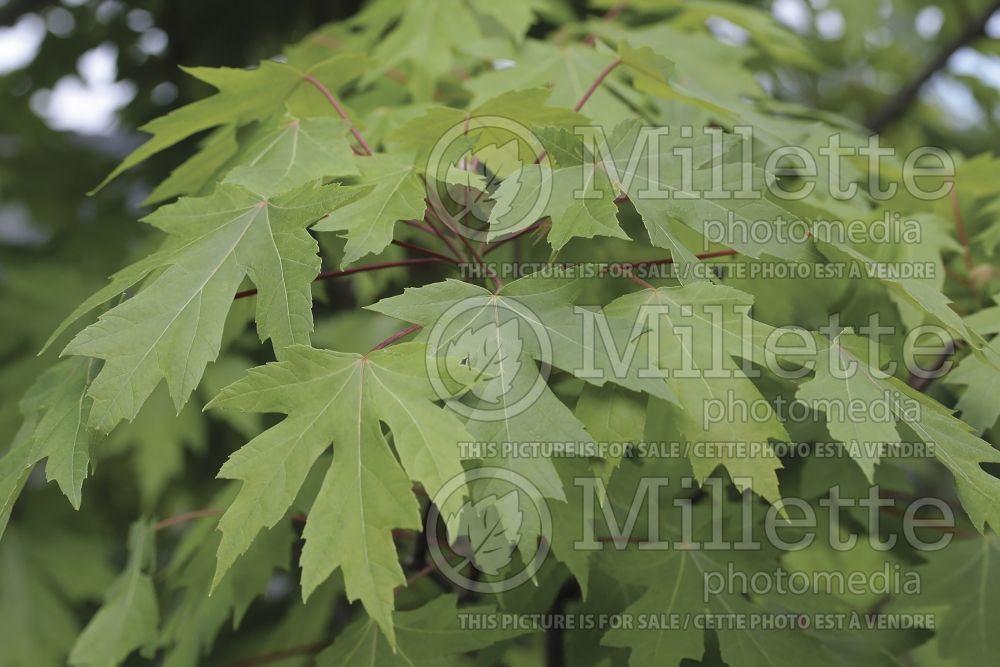 Acer rubrum (red maple) 22