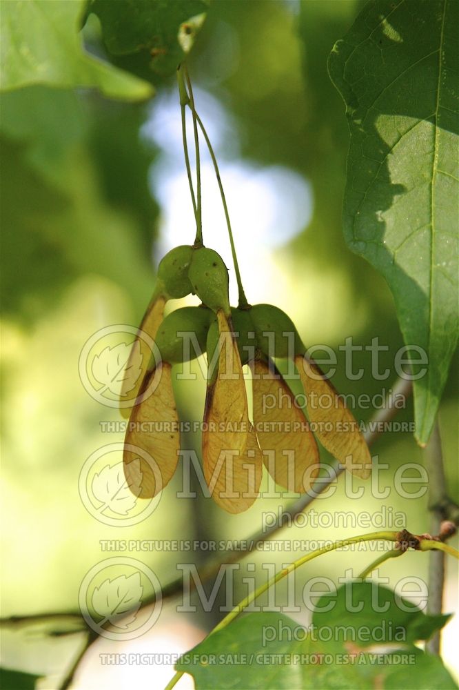 Acer saccharum (Sugar Maple samara) 13 