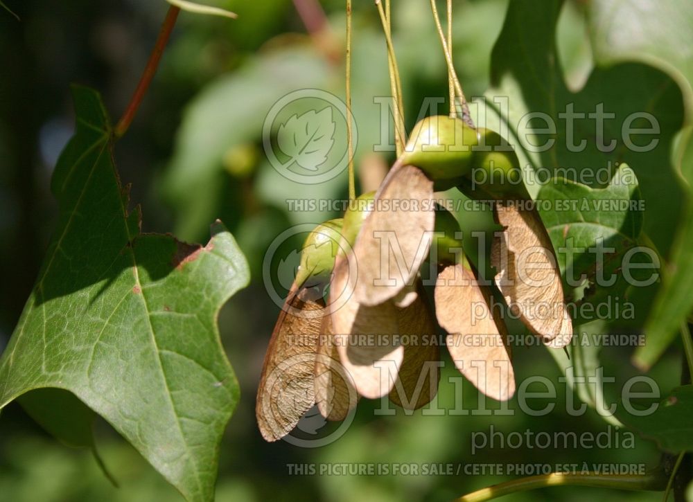 Acer saccharum (Sugar Maple samara) 11 