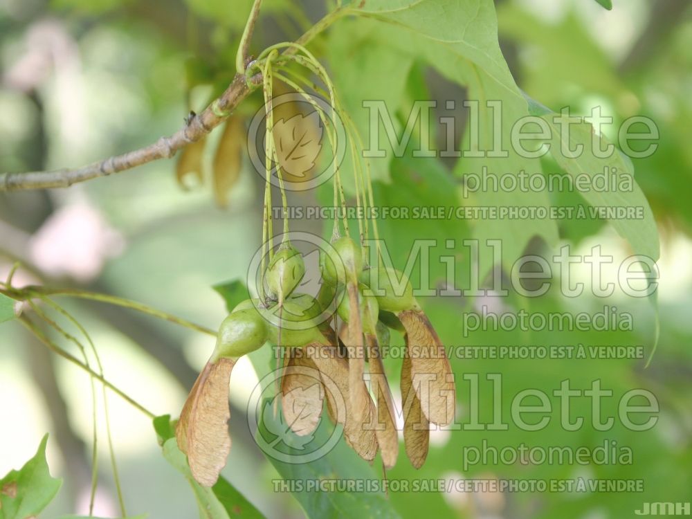 Acer saccharum (Sugar Maple samara) 12 