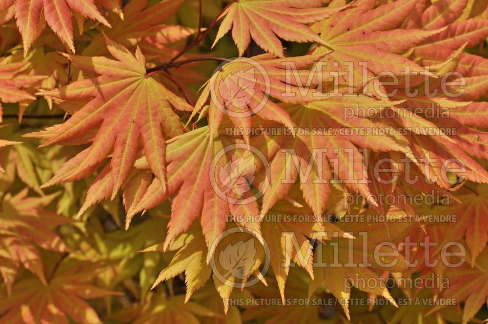 Acer Autumn Moon (Japanese Maple - Érable japonais) 13