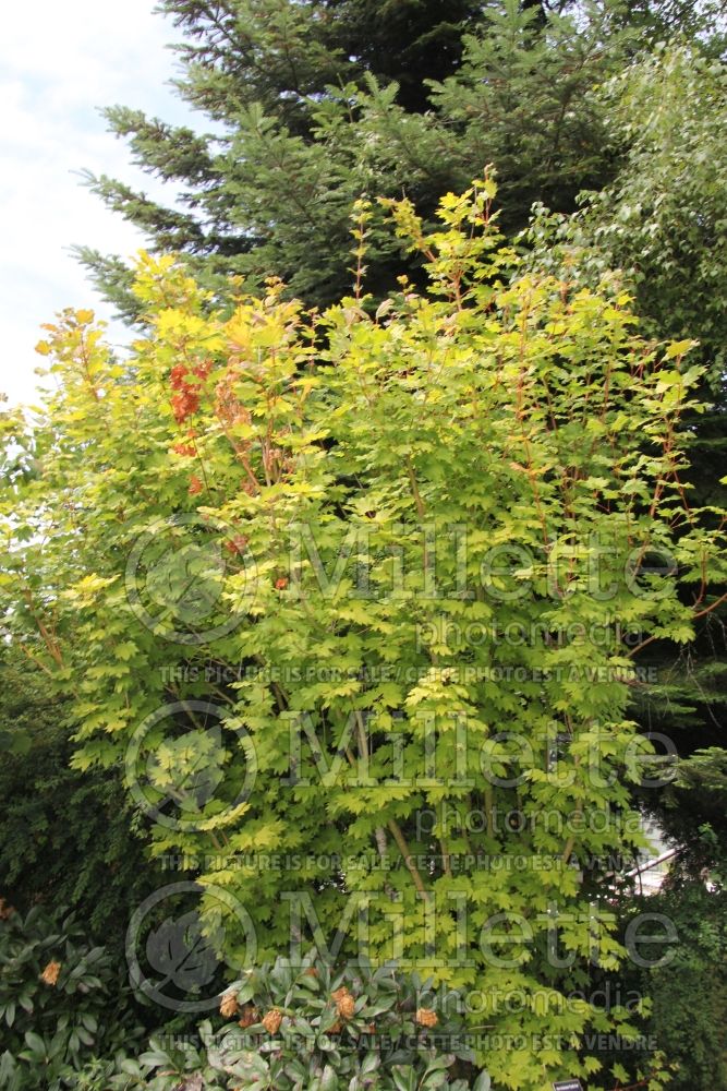 Acer Pacific Fire (Vine Maple) 3