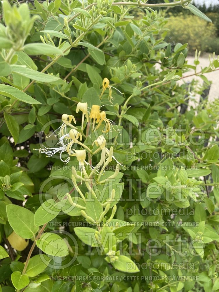 Acer cissifolium (ivy-leaved Maple) 4