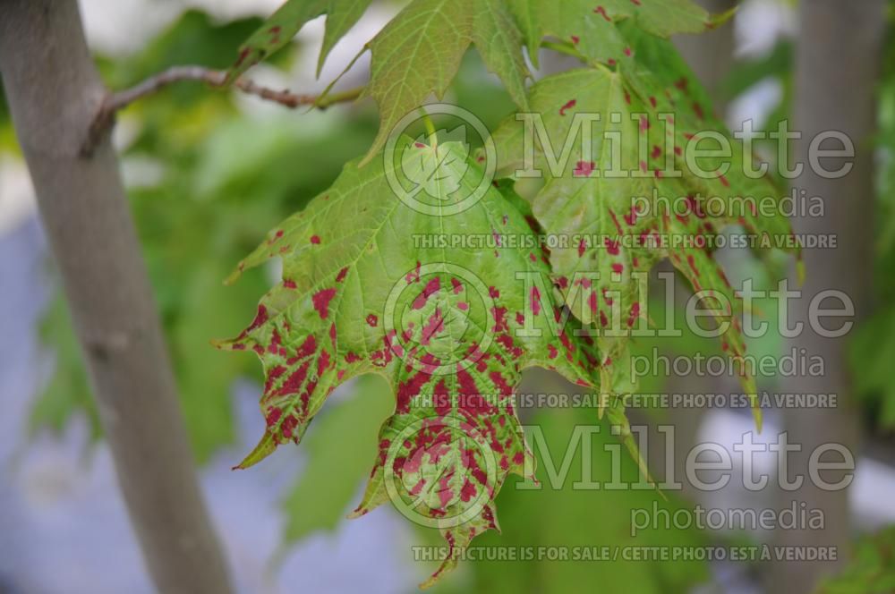 Acer negundo (Box elder, boxelder maple, Ash-leaved Maple) 5