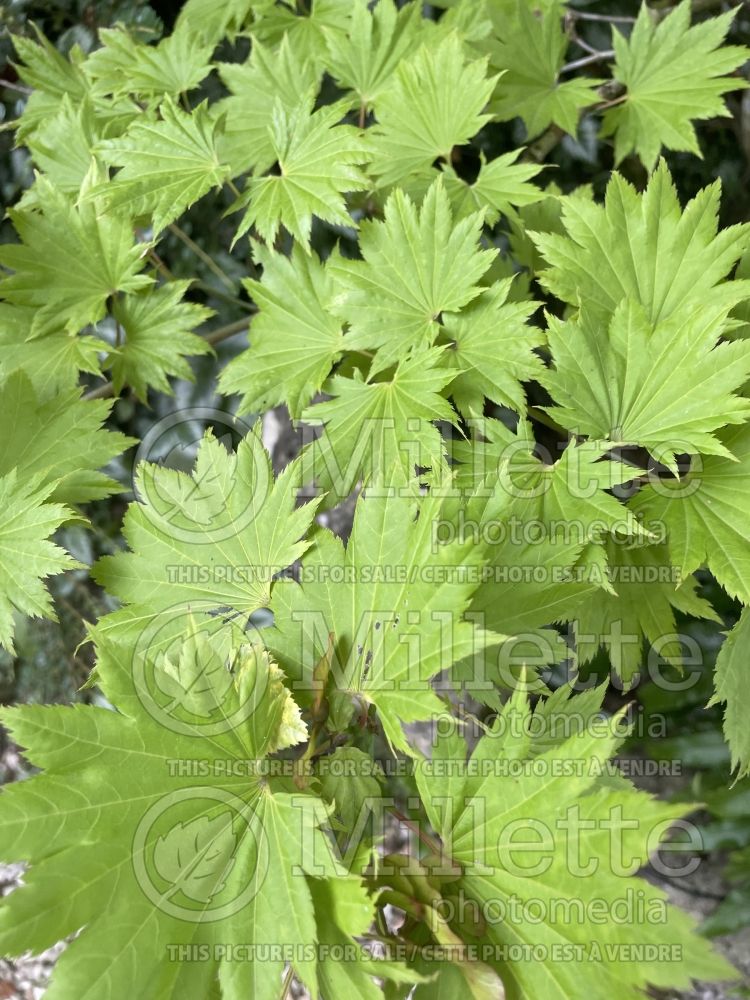 Acer Aureum (Japanese Maple - Erable japonais) 1