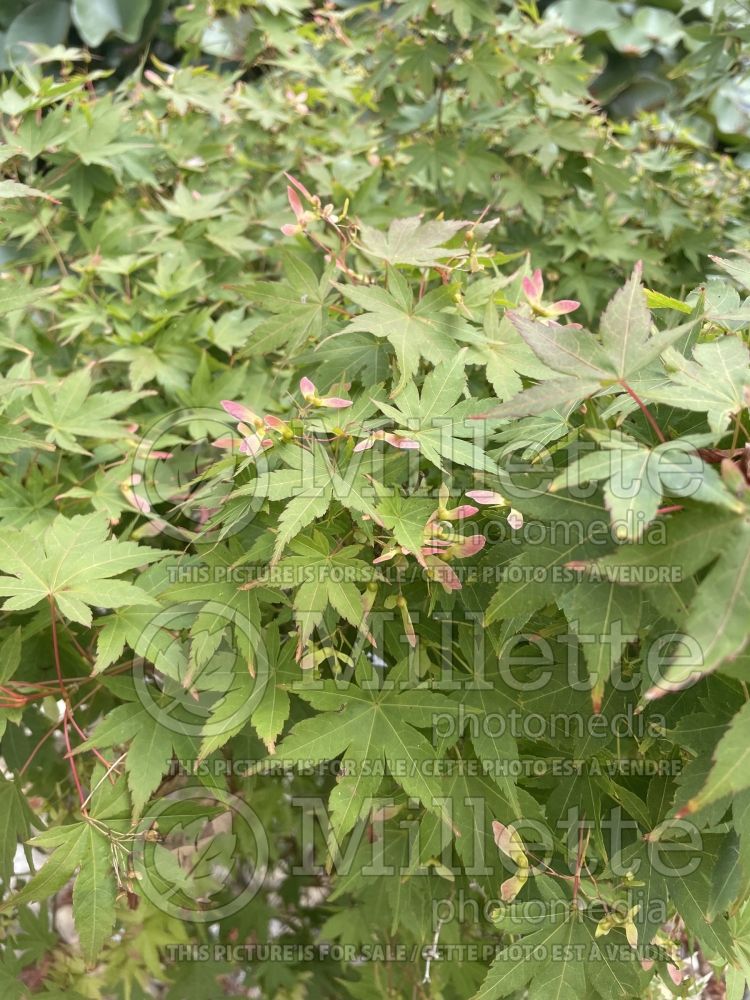 Acer Butterfly (Japanese Maple) 9