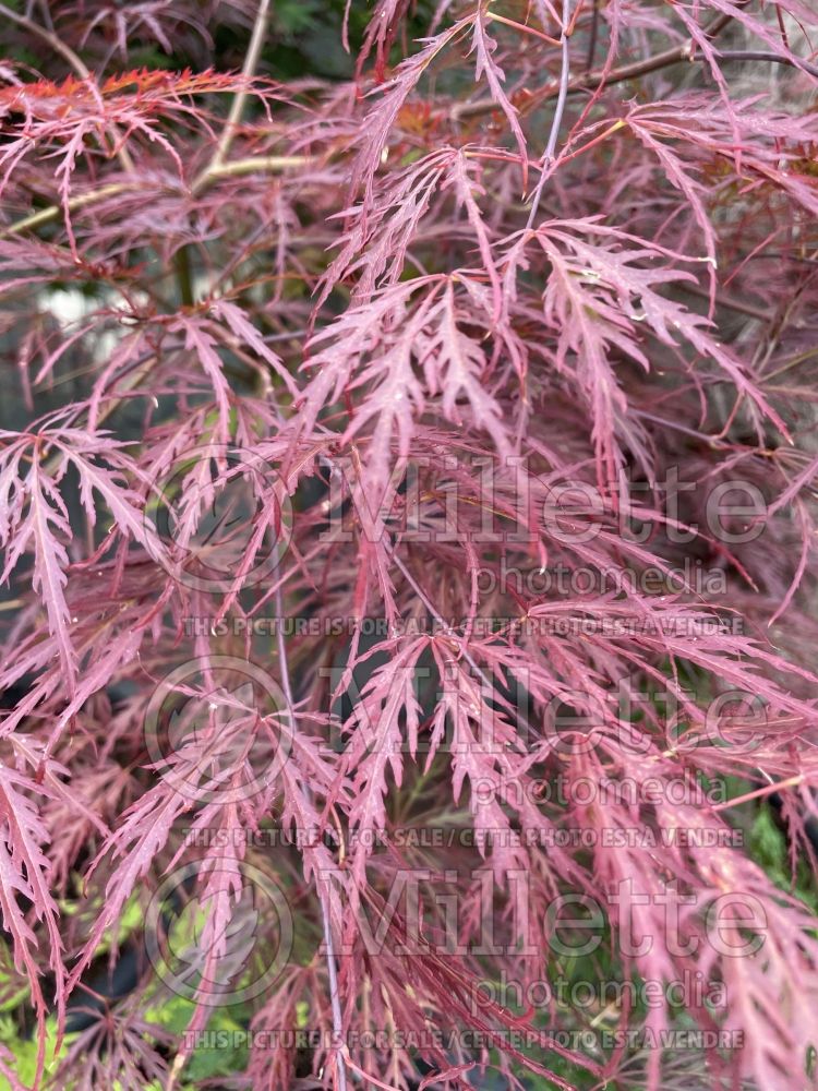 Acer Garnet (Japanese Maple) 9