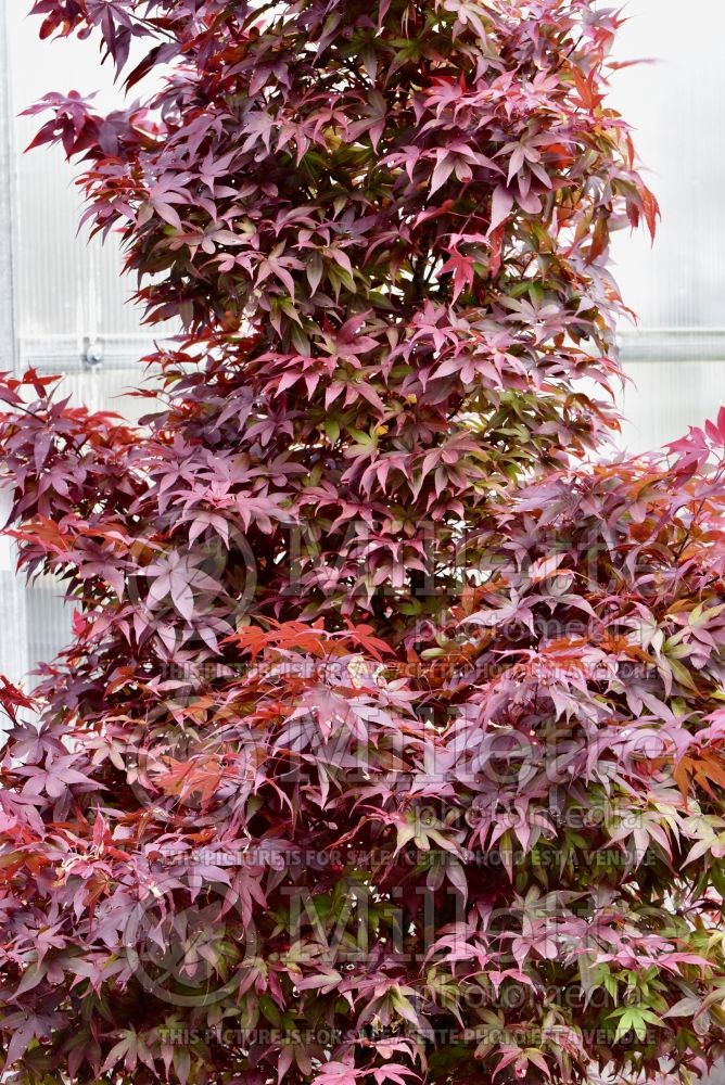 Acer Red Select (Japanese Maple) 5